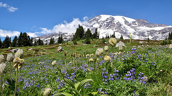 Wildflower season at Mt Rainier, blossoms, washington, trees, meadow, usa, mountain HD wallpaper