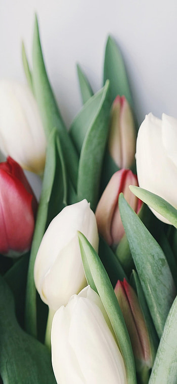 Flower, close-up, petal, Flowers HD phone wallpaper