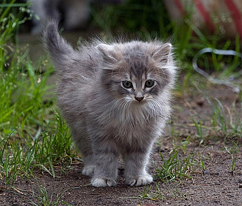 kitten, sweet, grey, garden, nature, pet HD wallpaper