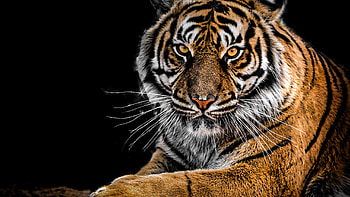 Tiger close-up details, High-definition tiger shots HD wallpaper