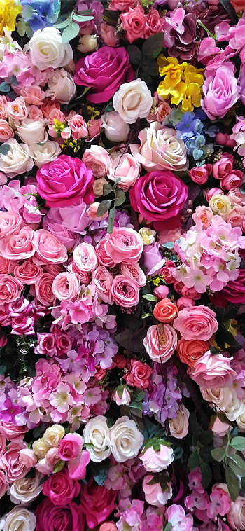 Rose X HD phone wallpaper