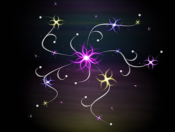 Star flower, colors, flower HD wallpaper