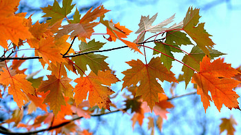Branch, Maple Tree HD wallpaper