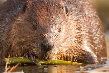 Beaver solutions, Land conservation, Habitat restoration, Wildlife protection HD wallpaper