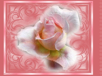Misted rose, rose, abstract HD wallpaper