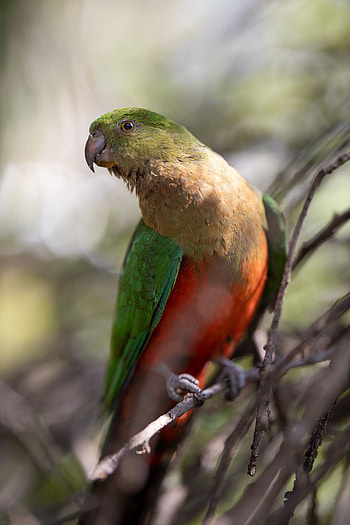 Animals, Parrots, Feather, Bird, Wings, Macaw HD phone wallpaper