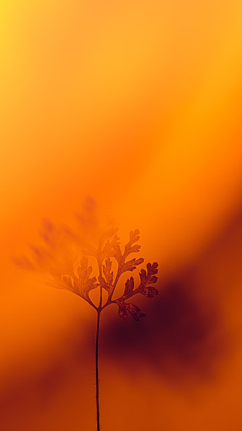 Orange Colour, Orange Colour Texture HD phone wallpaper