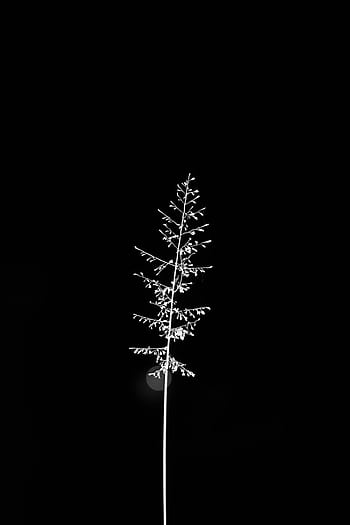 A striking minimalist silhouette of a plant against a black background, showcasing natural elegance. HD phone wallpaper