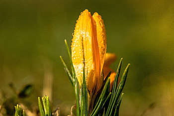 Flowers, Drops, Flower, Snowdrop HD wallpaper