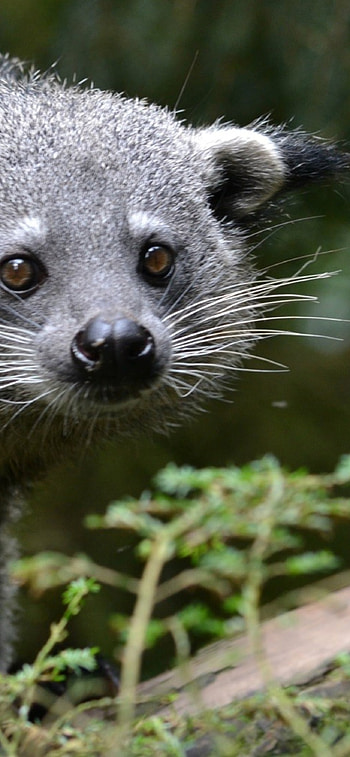 Binturong, China, Full , Animal HD phone wallpaper