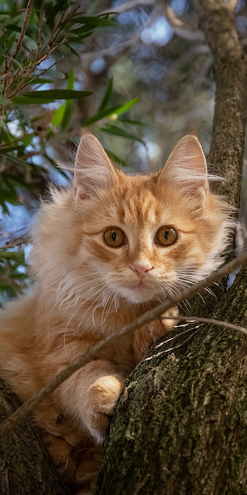Amber Stare: Cat , stare, Animal, cat HD phone wallpaper