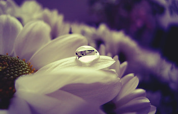 Plants, Flowers, Drops HD wallpaper