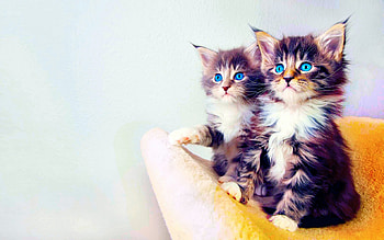 Cat Backgrounds HD wallpaper