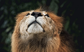 Animals, Muzzle, Lion, Nose, Look Up, Looking Up HD wallpaper