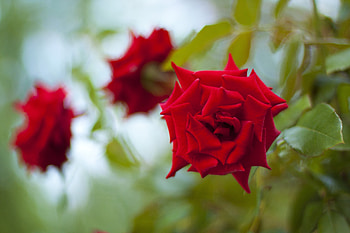 Flowers, Roses, Leaves, Buds, Three HD wallpaper