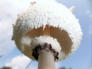 mushroom, white, nature, graphy HD wallpaper