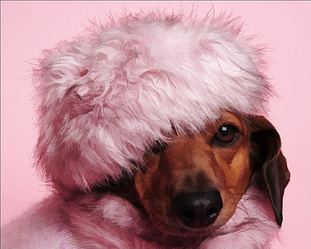 Dachshund diva, dog, cute, dachshund, diva HD wallpaper