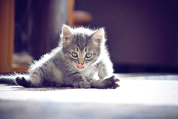 Animals, Sit, Kitty, Kitten, Muzzle, Nice, Sweetheart, Language, Tongue HD wallpaper