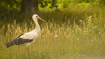 Stork, Graceful bird, Majestic wingspan, Nature's beauty HD wallpaper