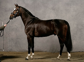 Trakehner, horses, warmblood, german HD wallpaper