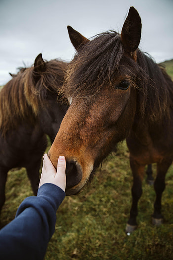 Animals, Hand, Animal, Touching, Touch, Horse HD phone wallpaper
