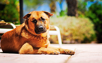 Animals, Road, To Lie Down, Lie, Dog, Sadness, Sorrow HD wallpaper