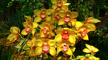 Closeup View Of Yellow Orchid Flowers Petals Plant In Green Leaves Branches Background Flowers HD wallpaper