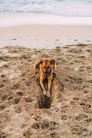 Brown dog playfully digging in the sand at a sunny beach by the ocean's edge. HD phone wallpaper