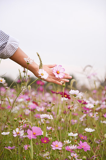 Flowers, Hand, Polyana, Glade, Kosmeya, Cosmos HD phone wallpaper