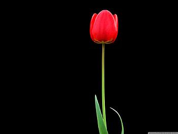Tulip, nature, black, flower HD wallpaper