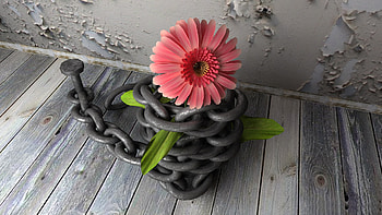 Plants, Flowers HD wallpaper