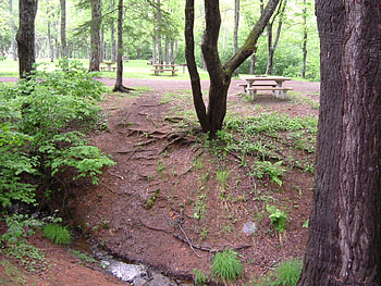 Nature, trees, leaf, ground, green HD wallpaper