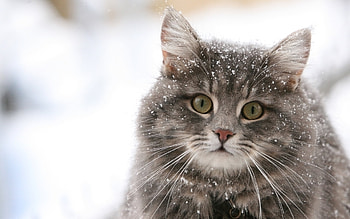 Animals, Cats, Snow HD wallpaper