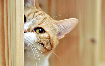 Animals, Cat, Muzzle, Spotted, Spotty, Peek Out, Look Out HD wallpaper