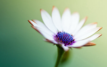 Flower, Macro, Light, Petals, Light Coloured HD wallpaper