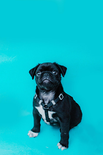 Funny, Animals, Dog, Sight, Opinion, Pug HD phone wallpaper