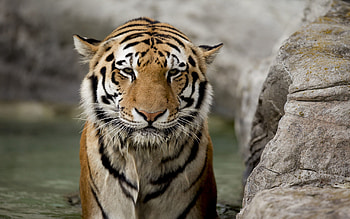 Animals, Rock, Muzzle, Big Cat, Stone, Tiger HD wallpaper
