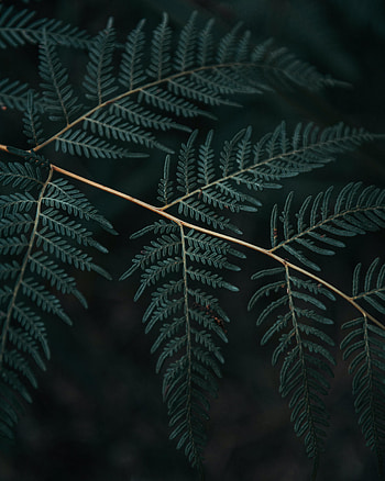 Leaves, Macro, Dark, Fern, Branch HD phone wallpaper