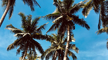 escape, Palm tree inspiration, Lush scenery, Nature's wonders HD wallpaper