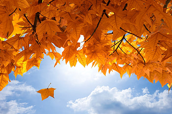 Falling leaf, Maple Tree HD wallpaper
