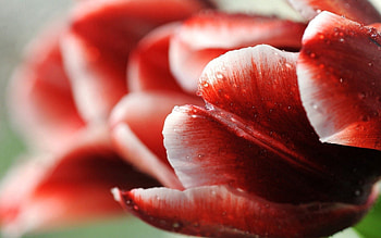 Drops, Flower, Macro, Stripes, Streaks, Tulip HD wallpaper
