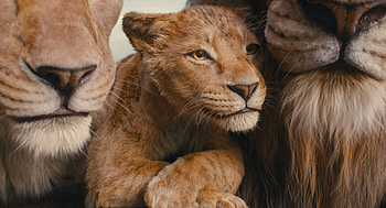 Mufasa's Legacy: from The Lion King, movie, Mufasa: The Lion King HD wallpaper