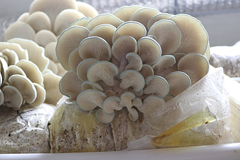 Oyster mushrooms, Liquid culture, Mushroom cultivation, Unique innovation HD wallpaper