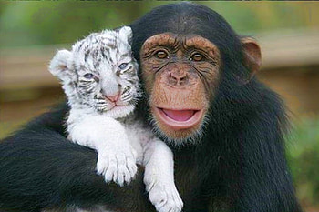 Friends, cool HD wallpaper