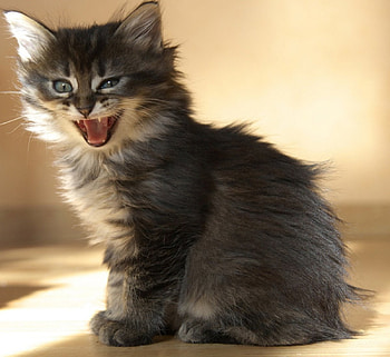 Cat, kitten, sweet, kitty, cats, cute, beautiful, paws, beauty, cat face, pretty, animals, face, lovely, hat HD wallpaper