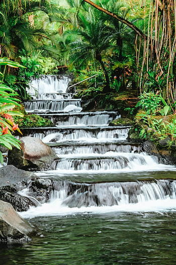 Plants, Nature, Stones, Leaves, Waterfall, Flow, Stream, Tropical HD phone wallpaper