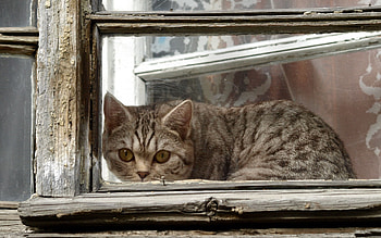 Animals, Cat, Window, Peek Out, Look Out, Frame HD wallpaper