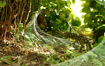 alien, fantsy HD wallpaper