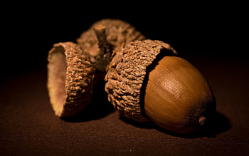 High-definition acorn, Aesthetically pleasing, and backgrounds, Visual delight HD wallpaper