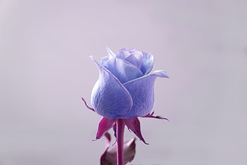 Blue rose, flower, bud HD wallpaper